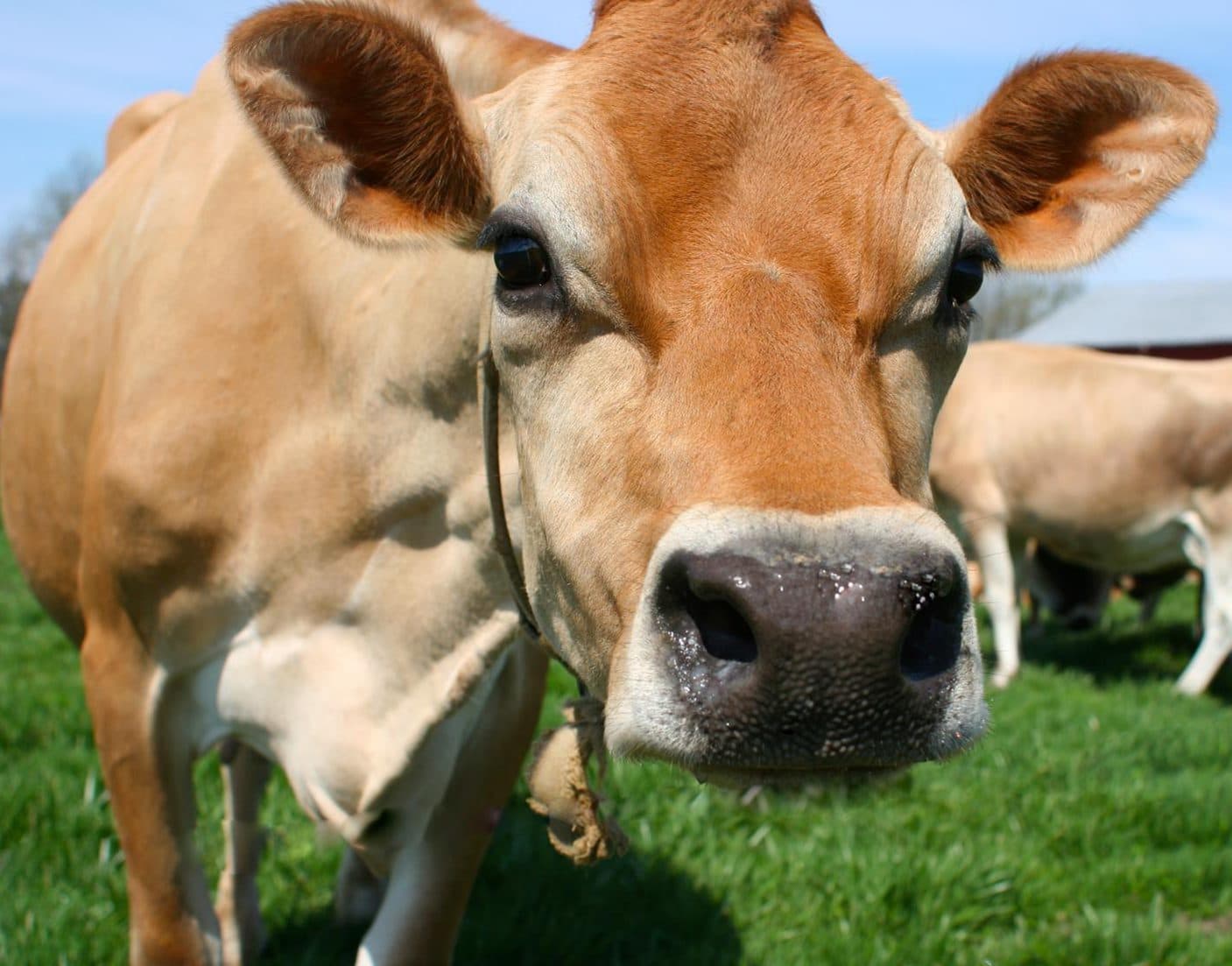 Family enjoying milk at home